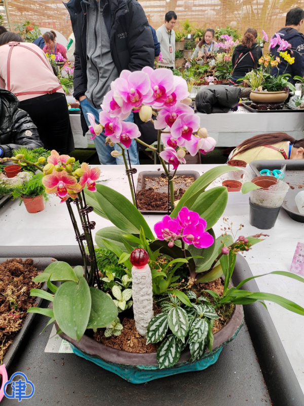 天津市第39届迎春花市正式拉开帷幕