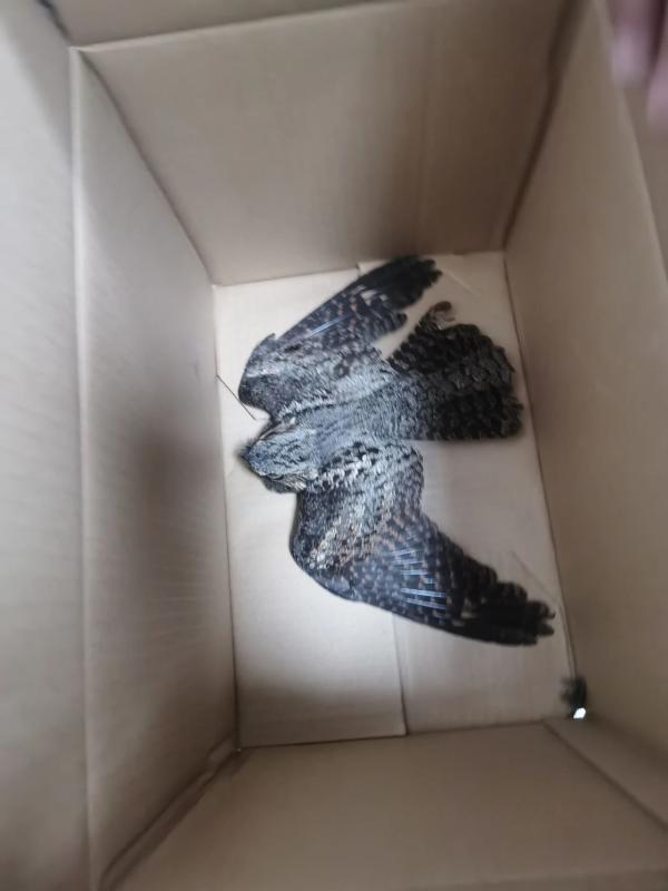 国家野生保护动物夜莺"迫降"   红桥民辅警及时出手相救